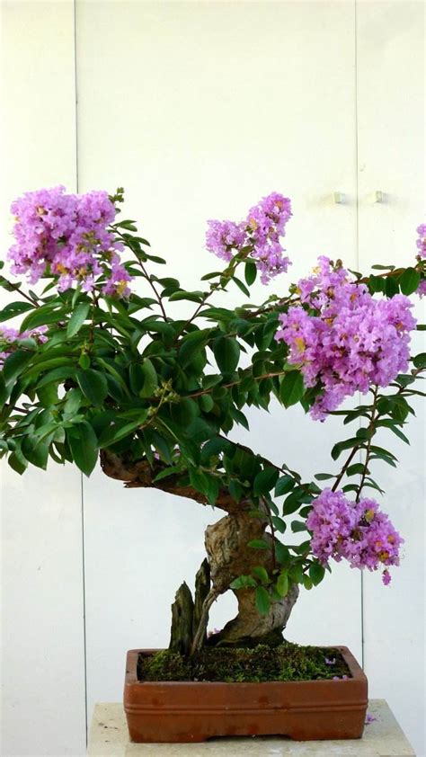 紫薇花盆栽